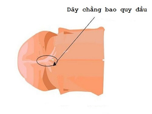 Dây chằng bao quy đầu